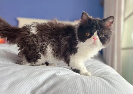 塞尔凯克卷毛猫为什么没人养
