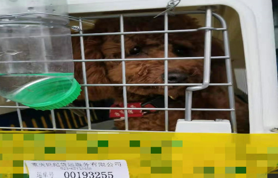 韵达活体宠物快递费用 韵达活体宠物快递费用