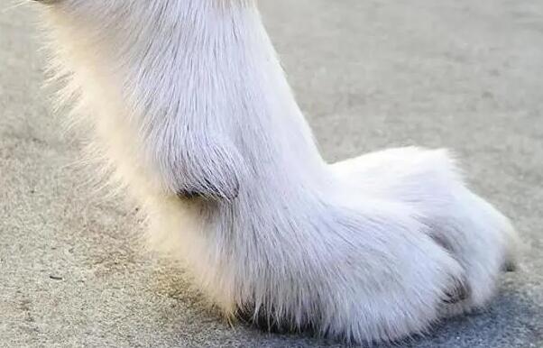 狗狗为什么前爪有五个