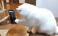 猫咪为什么要玩游戏呢