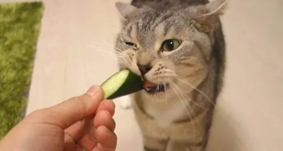 猫咪为什么被黄瓜吓到了呢