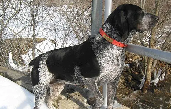 树丛浣熊猎犬皮肤病怎么预防？不妨来看看吧