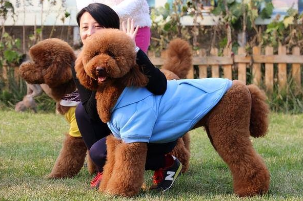 巨贵犬吃什么狗粮