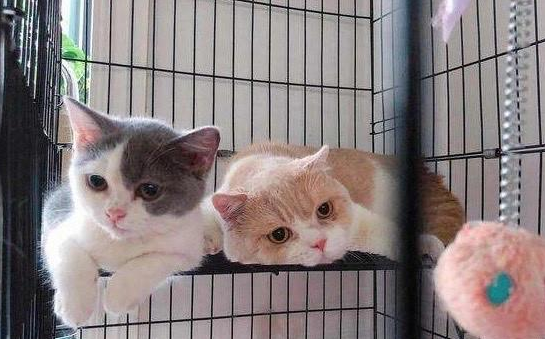 猫咪小时候放养还是笼养 猫咪小时候放养还是笼养