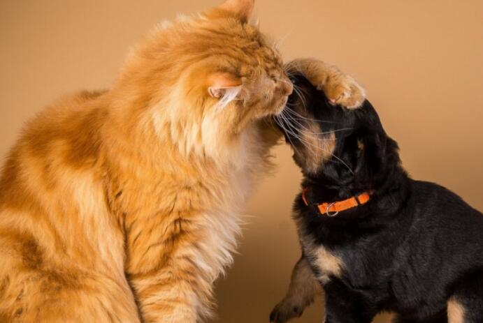 猫为什么照顾狗狗呢 猫为什么照顾狗狗呢
