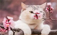 风水大师说养猫好不好
