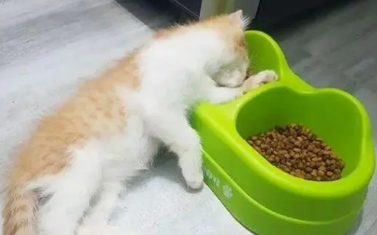 为什么猫咪会扒饭碗