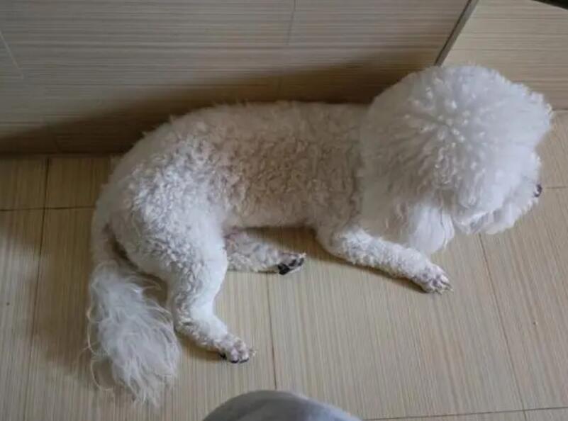 狗狗老是躺在床上上厕所,原因是什么? 狗狗老是躺在床上上厕所,原因是什么?