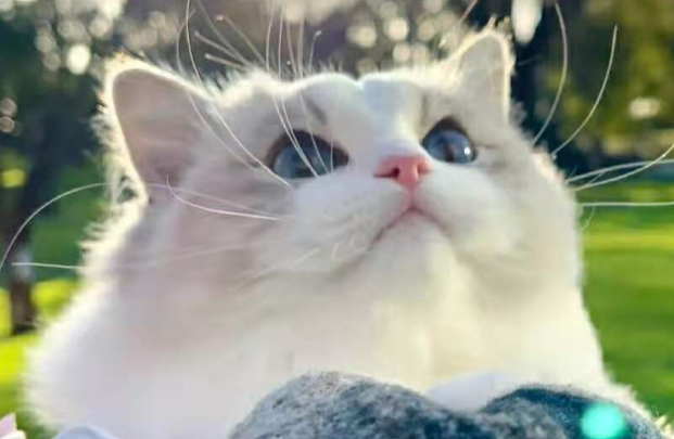 猫咪会只认一个主人吗