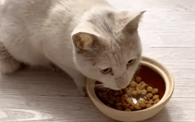 猫咪是怎样消化狗粮 猫咪是怎样消化狗粮