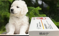 宠物狗狗拉肚子吃什么药最好