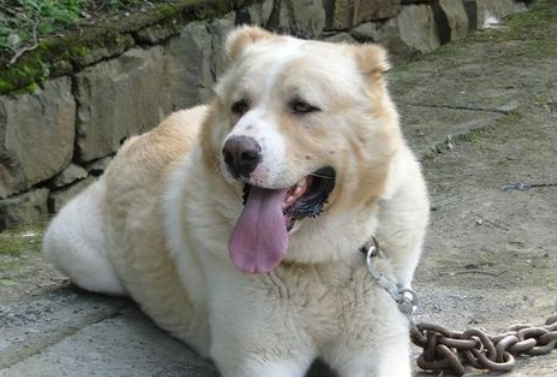 中亚牧羊犬是哪个国家的