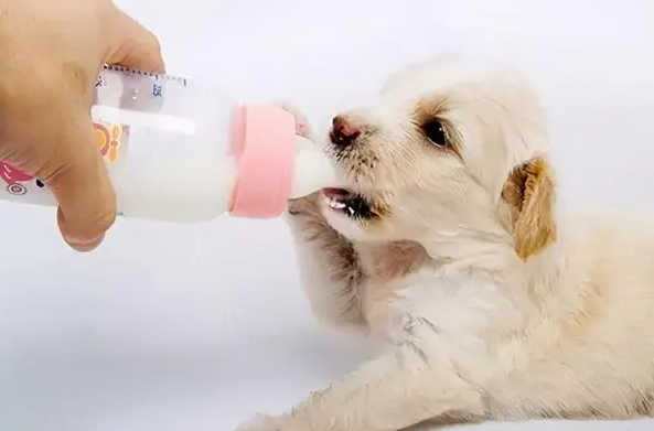 刚出生的小狗没有母乳应该要吃什么