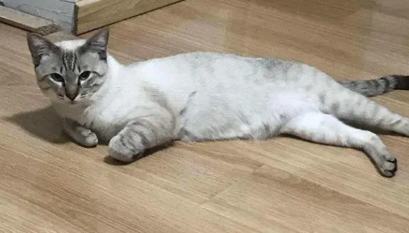 所有的猫咪胆子都小吗
