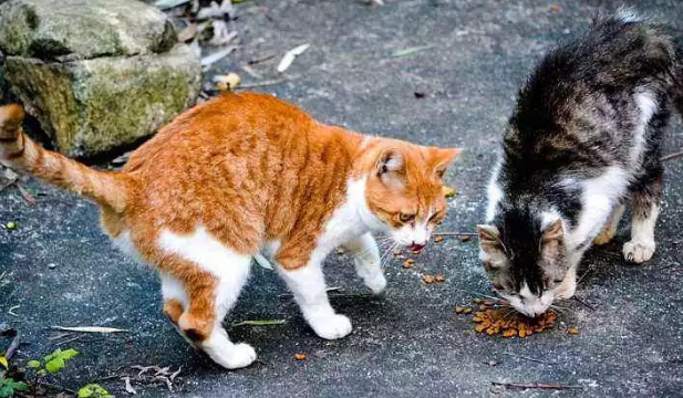 流浪猫是先洗澡还是先驱虫呢?有必要了解一下! 流浪猫是先洗澡还是先驱虫呢?有必要了解一下!