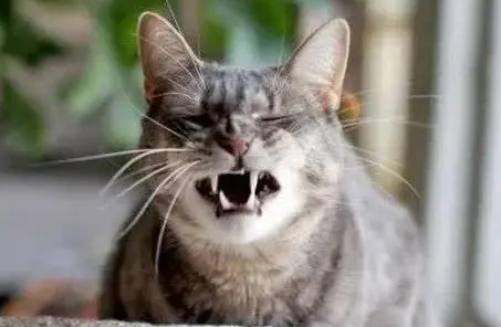 猫咪像哮喘一样一抽一抽的 猫咪像哮喘一样一抽一抽的