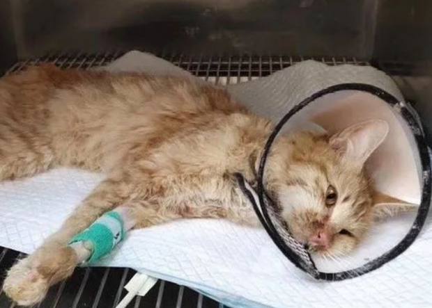 猫咪为什么还会得猫瘟呢