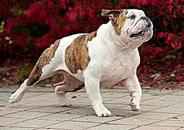 英国斗牛犬怎么训练出门随行？宠主来看看吧