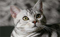 英短虎斑猫就是不纯吗