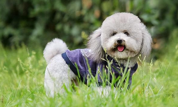 标准型贵宾犬图片