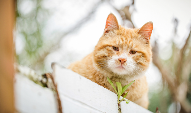 养宠知识：橘猫为什么越来越瘦呢？