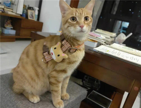 橘猫为什么都是公猫？其实是受染色体影响