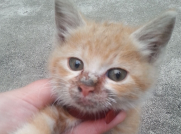猫咪干燥起皮的原因 猫咪干燥起皮的原因