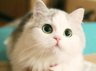 怎么判断猫咪生完了没有