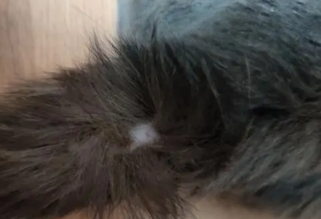 猫尾巴长猫癣图片