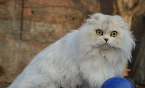 波斯猫毛打结怎么办？一起来看看