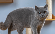 英短蓝猫和重点色哪个贵