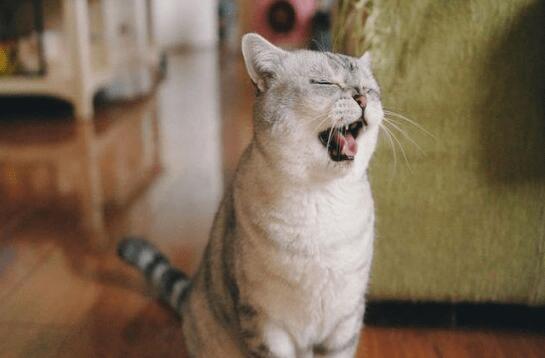猫咪干咳一抽一抽的