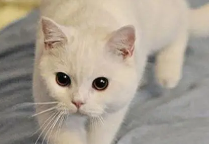 猫早上为什么一直叫