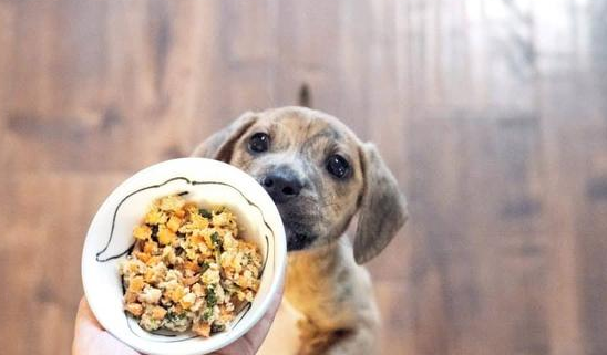简单便宜狗粮制作方法 简单便宜狗粮制作方法