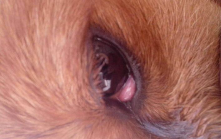 狗眼睛长息肉非要割吗