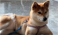 柴犬几个月能长到成年身高