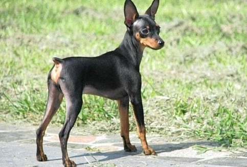 小鹿犬最怕什么