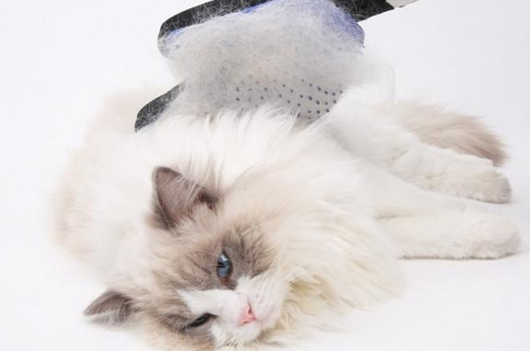 宠物猫老是掉毛是什么原因引起的