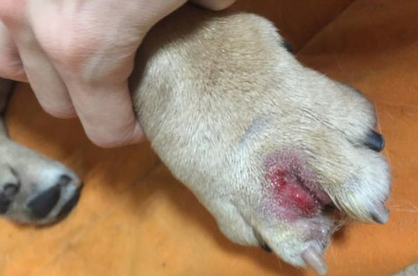 狗狗与人一样也有脚气，狗狗趾间腺炎该那么解决？