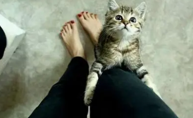 猫猫为什么喜欢抱腿