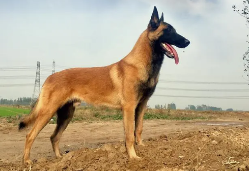 马犬追过路的行人怎么回事？来了解一下！