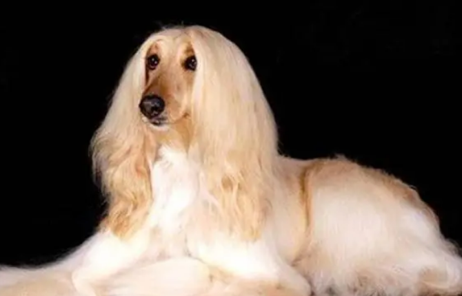 阿富汗猎犬价格为多少 阿富汗猎犬价格为多少