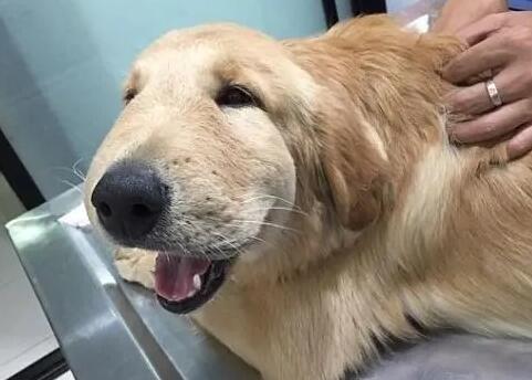 狗狗脸肿就死了是为什么呢 狗狗脸肿就死了是为什么呢