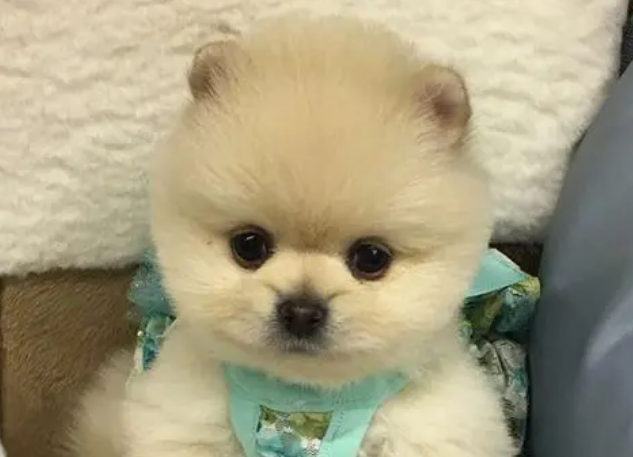 俊介犬一般多少钱 俊介犬一般多少钱