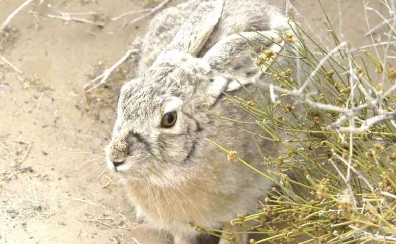 新疆野生动物种类保护名录