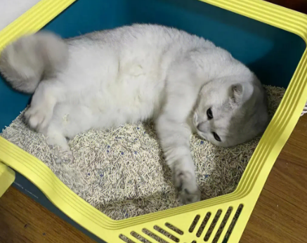 小猫在猫砂盆睡觉，其他小猫看到后都懵了