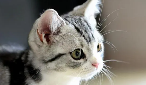 猫咪为什么藏耳朵里边呢