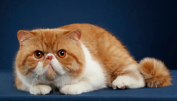 加菲猫不爱叫怎么回事