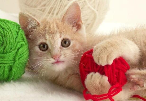 猫咪为什么喜欢玩线球 猫咪为什么喜欢玩线球