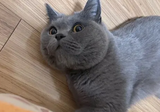 蓝猫为什么会有耳螨？这几点你注意了吗？
